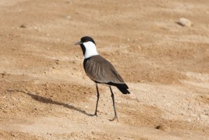 Spur winged plover