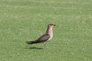 Collared pratincole