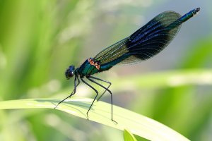 Male Banded Demoiselle