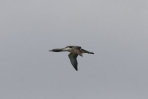 Red throated diver