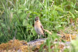 Whinchat