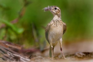 Paddyfield Pipit collecting nesting materials..