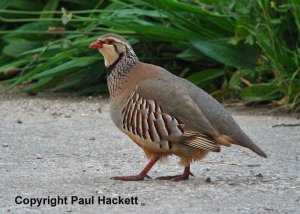 Red Legged Partridgel New Setup Ricoh GXR / Kowa 884