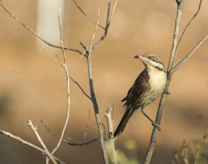 Spiny-cheeked Honeyeater