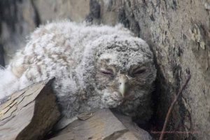 Tawny Owl