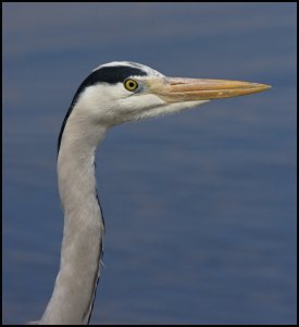 Grey Heron