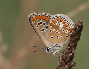 Brown Argus