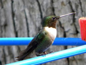 Ruby Throated Hummingbird