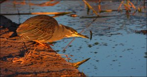 Striated Heron