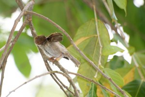 Eurasian Tree Sparrow