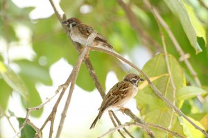 Eurasian Tree Sparrow