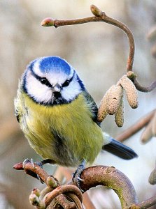 Blue Tit