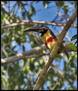 Chestnut-eared Aracari