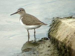 Common Sandpiper