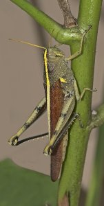 Obscure Birdwing Grasshopper