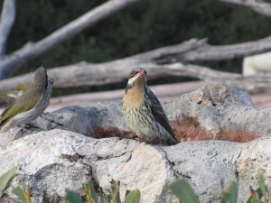 Spiny-cheeked Honeyeater