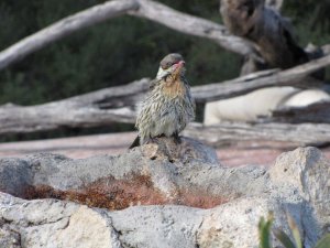 Spiny-cheeked Honeyeater