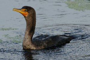 Double-Crested Cormorant