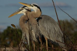 Great Blue Heron couple