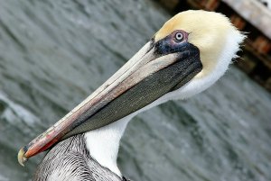 Brown Pelican