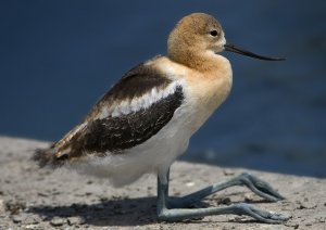 American Avocet (first year bird)