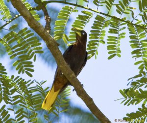 Chestnut-headed Oropendola BZE SER