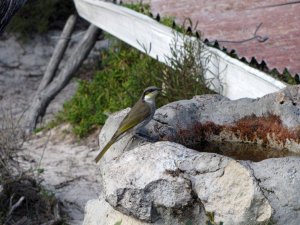 Singing Honeyeater