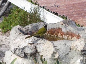 White-eared Honeyeater