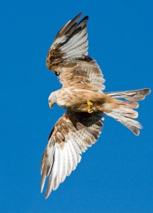 red kite