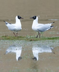 Andean Gulls