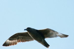 Great Skua