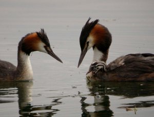 Great Crested Grebe