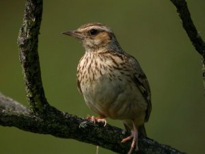 Woodlark