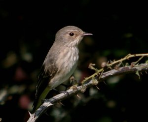 Spotted Flycatcher