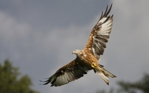 Red Kite