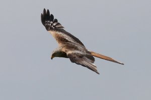 Red Kite