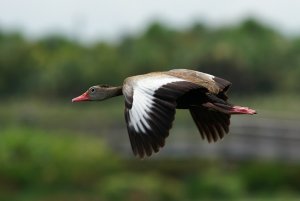 Black-bellied Whistling Duck in flight