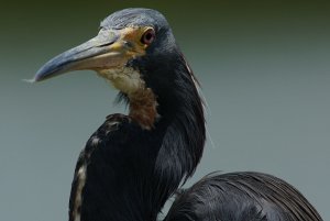 Tricolor heron, in your face