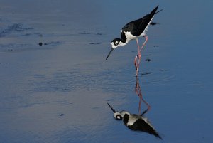 Black-necked stilt, reflecting