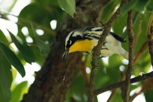 Yellow-throated warbler