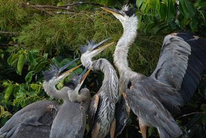 Great blue heron feeding time