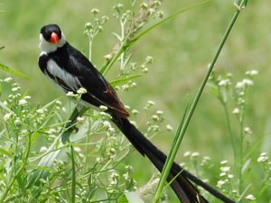 PIN-TAILED WHYDAH