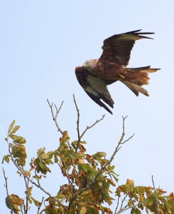 Roadside Red Kite