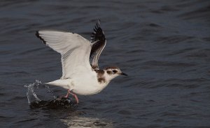 Juvenile Little Gull