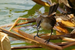 Boat-tailed grackle - triple catch