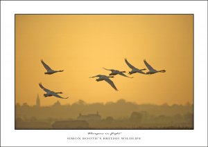 Whooper swans in flight