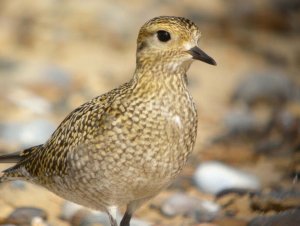 Golden Plover