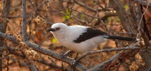 Pied babbler