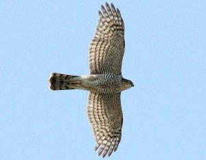 Sparrowhawk