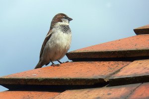 House sparrow on roof